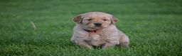 Golden Retriever dogs for sale: Ranger - Ad 1