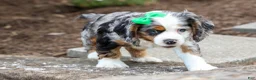 Cocker Spaniel dogs for sale: Jaxon 🐶💙 - Ad 15