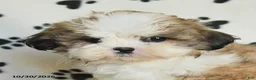 Shih Tzu dogs for sale: Princess - Ad 5
