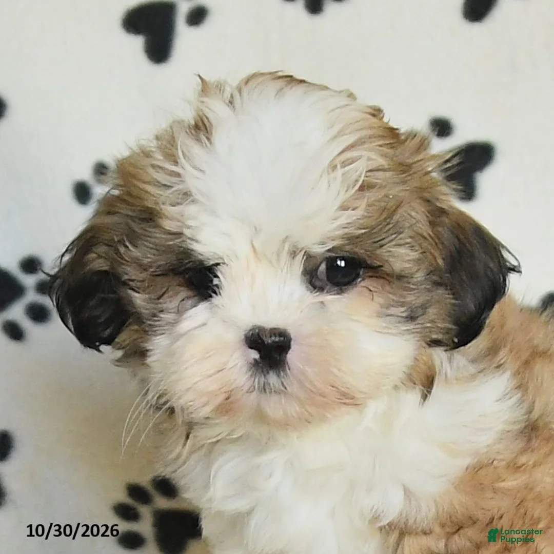 Shih Tzu dogs for sale: Princess - Ad 5