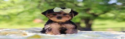 Yorkshire Terrier dogs for sale: Miley - Ad 4