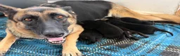 German Shepherd dogs for sale: German Shepherd 4 - Ad 2
