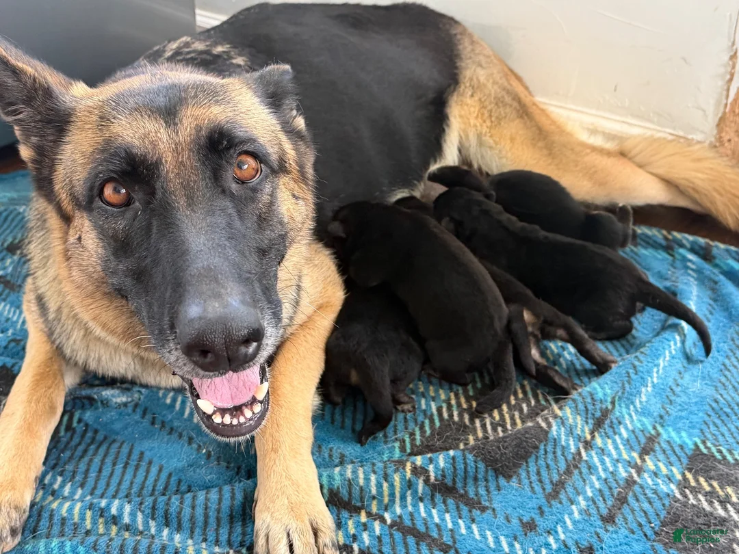 German Shepherd dogs for sale: German Shepherd 4 - Ad 2