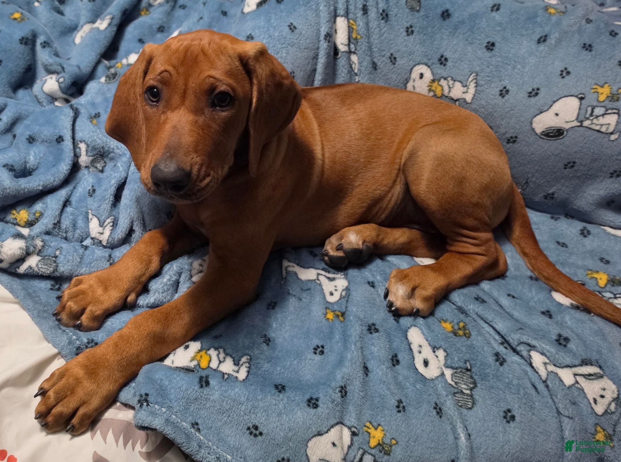 Rhodesian Ridgeback dogs Jahzara - Ad 11