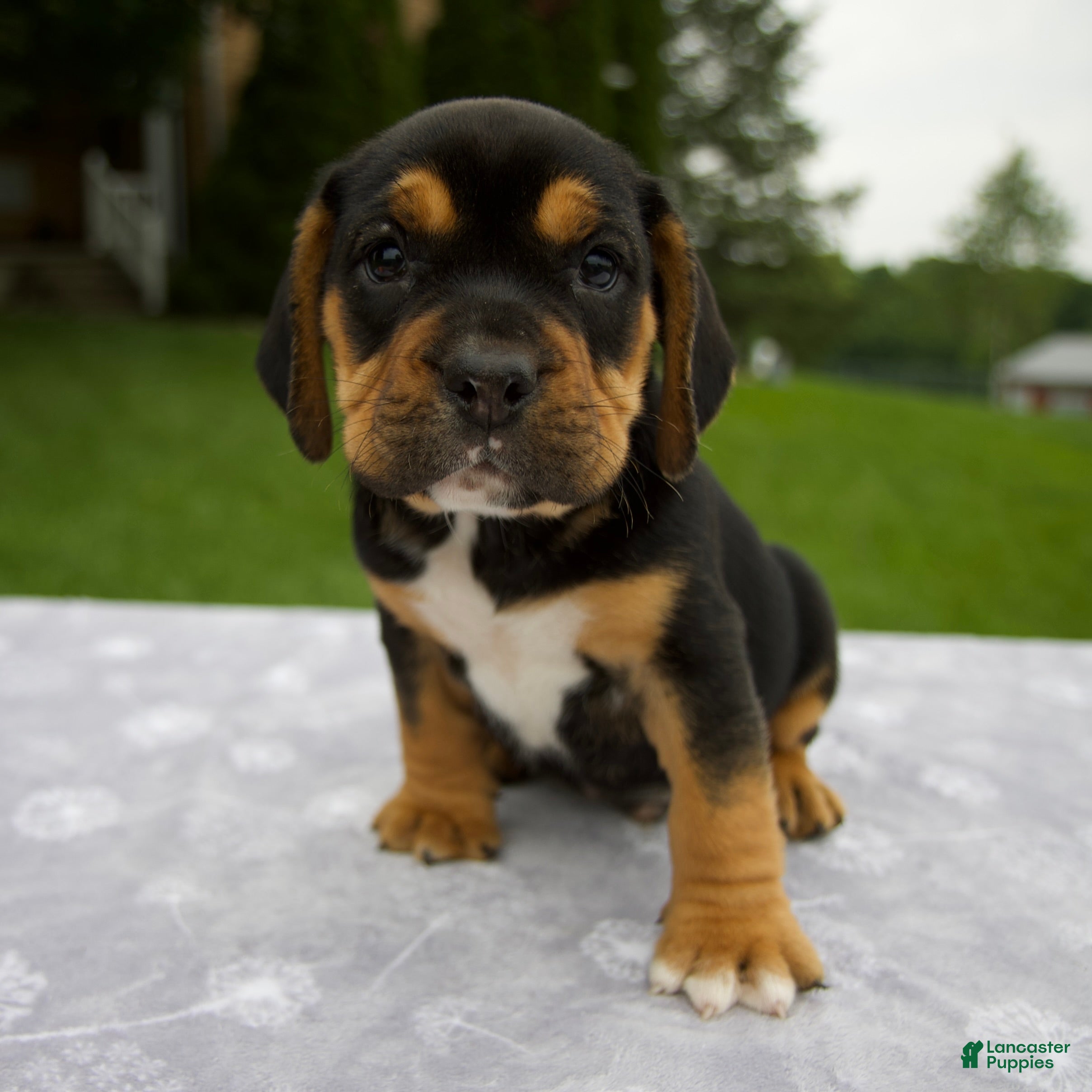 Beabull dogs Diesel - Ad 1