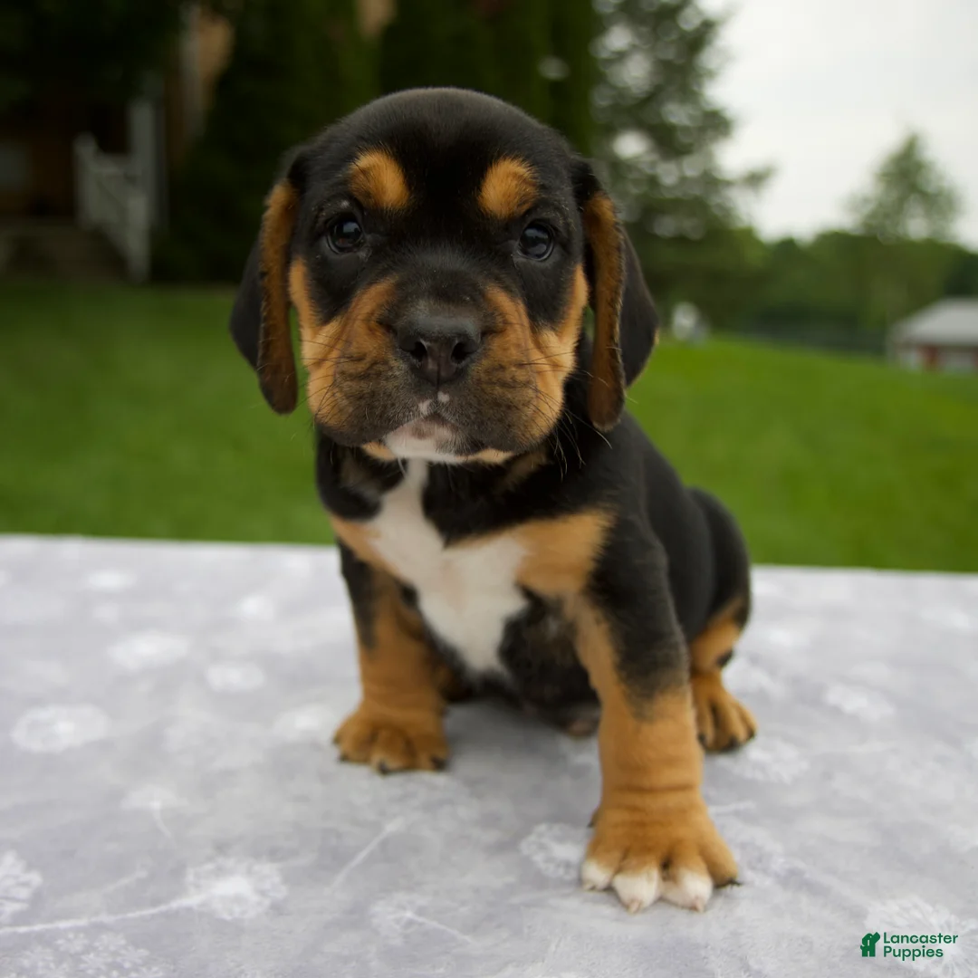 Beabull dogs for sale: Diesel - Ad 1