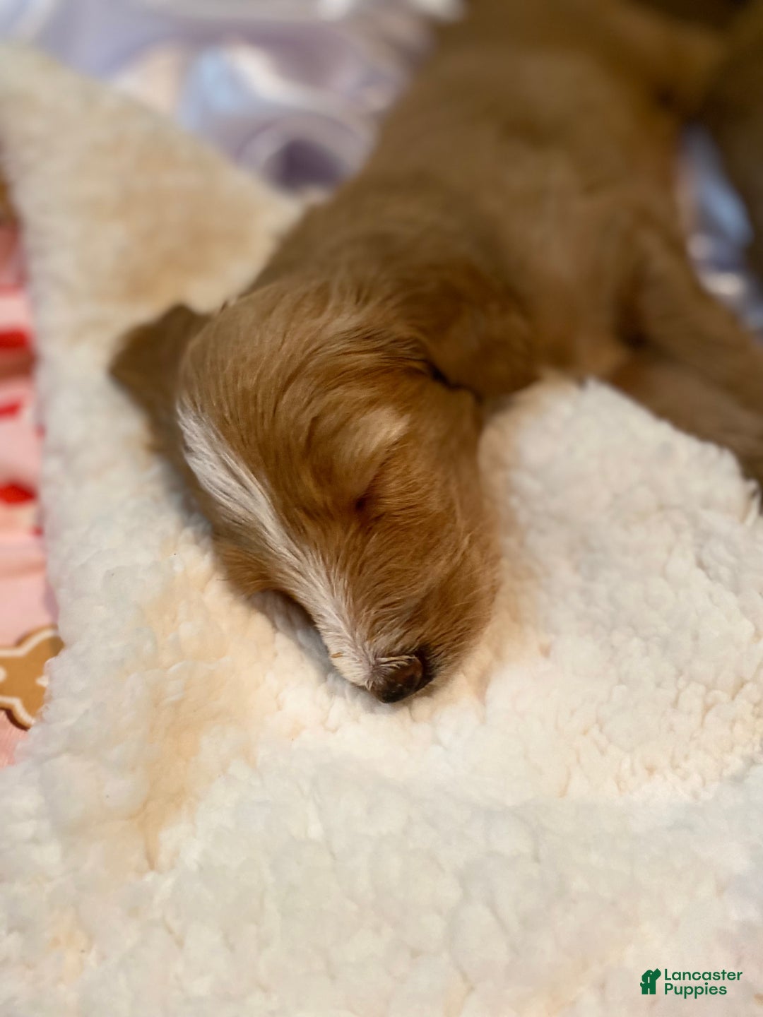 Mini Goldendoodle dogs for sale: Mini Goldendoodle Puppy 2 - Ad 2