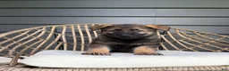 German Shepherd dogs for sale: Duke - Ad 4
