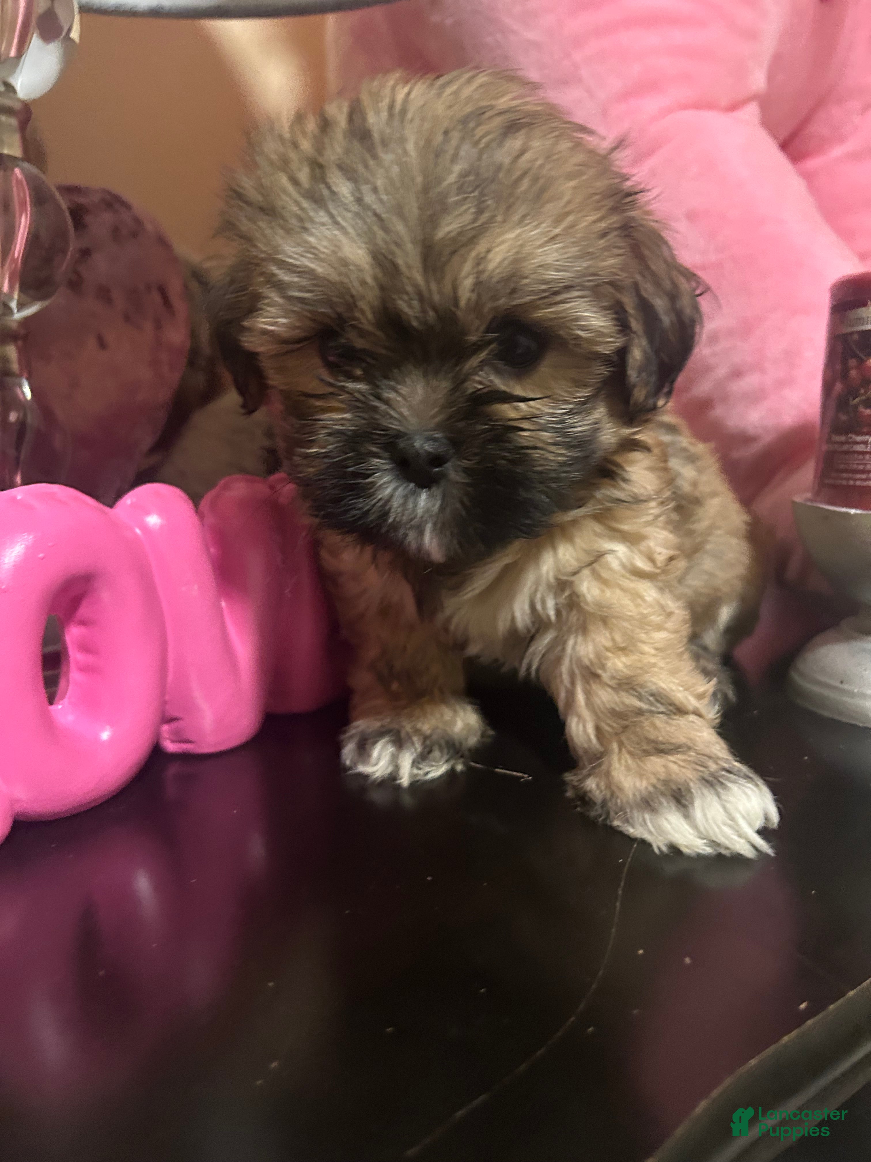 Shih Tzu dogs Shih Tzu Puppy 1 - Ad 36