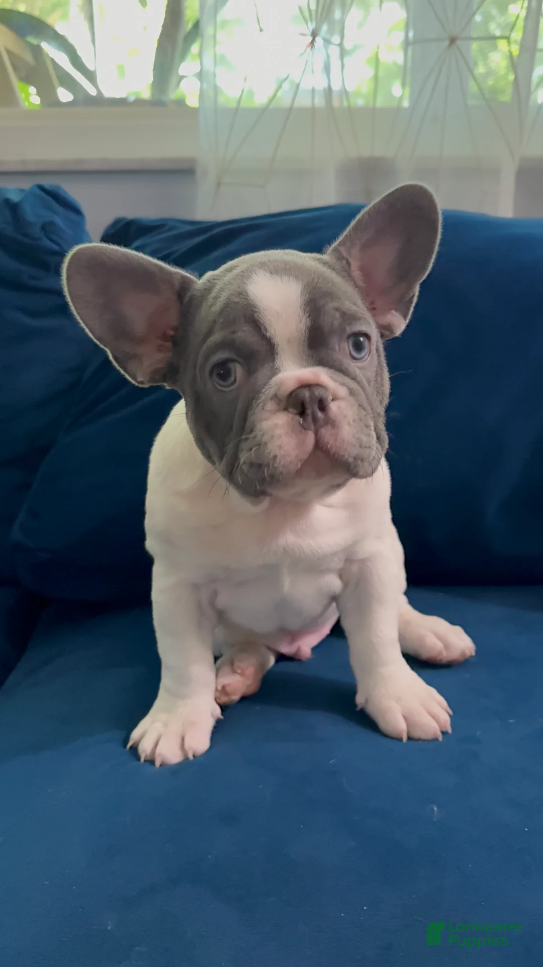 French Bulldog dogs for sale: Roxx - Ad 2