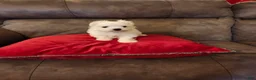 Maltese dogs for sale: Maltese Puppy 1 - Ad 4