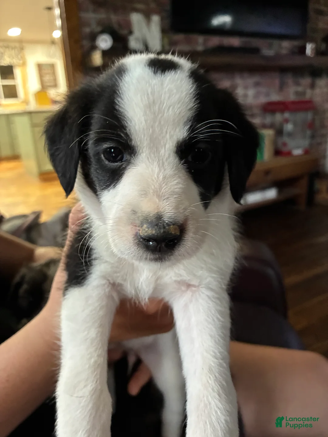 Mixed Breed dogs for sale: Aussie Doodle  - Ad 1
