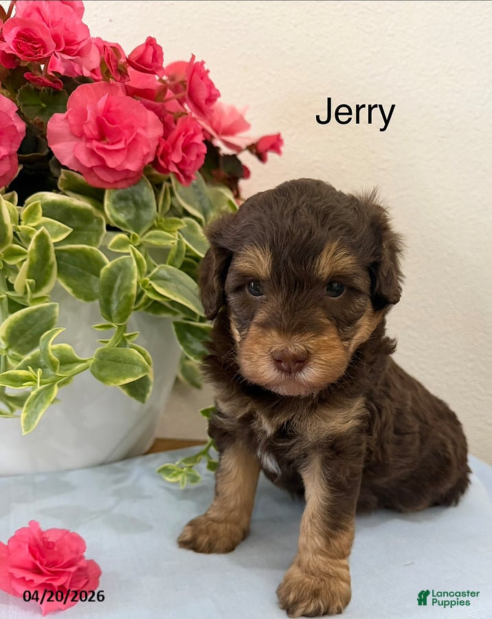 Mini Aussiedoodle dogs Jerry - Ad 34