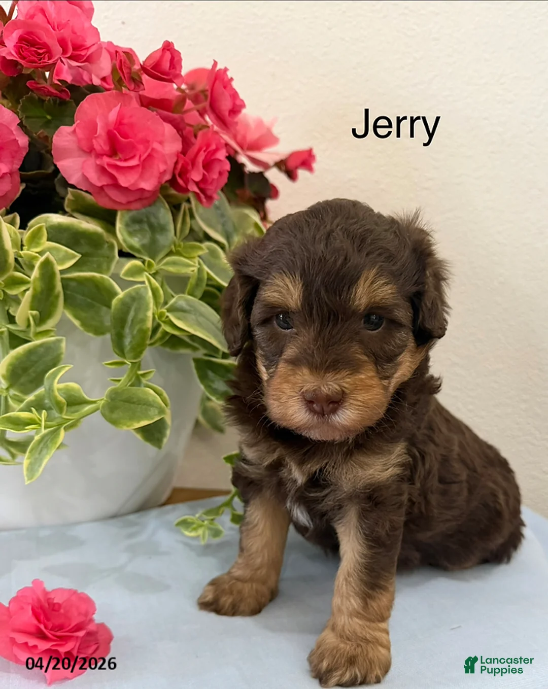 Mini Aussiedoodle dogs for sale: Jerry - Ad 1