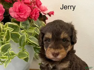 Mini Aussiedoodle dogs Jerry - Ad 34