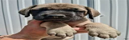 English Mastiff dogs for sale: Tina the GREAT - Ad 1