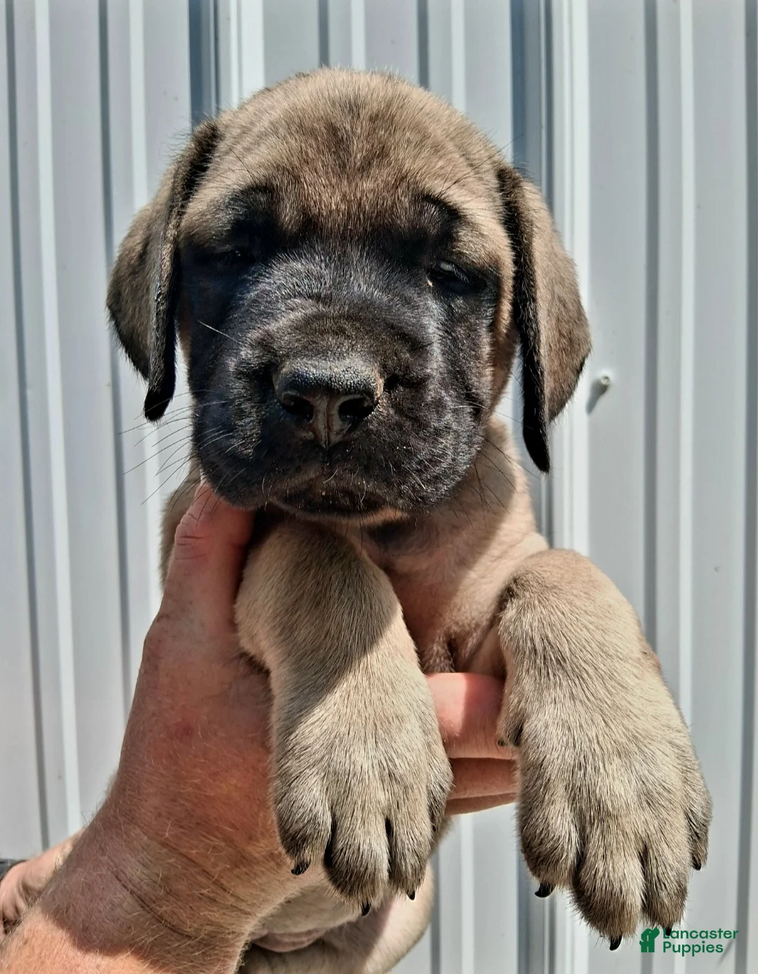 English Mastiff dogs for sale: Tina the GREAT - Ad 1