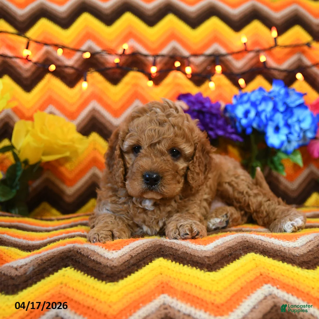 Cavapoo dogs for sale: Jasper - Ad 2