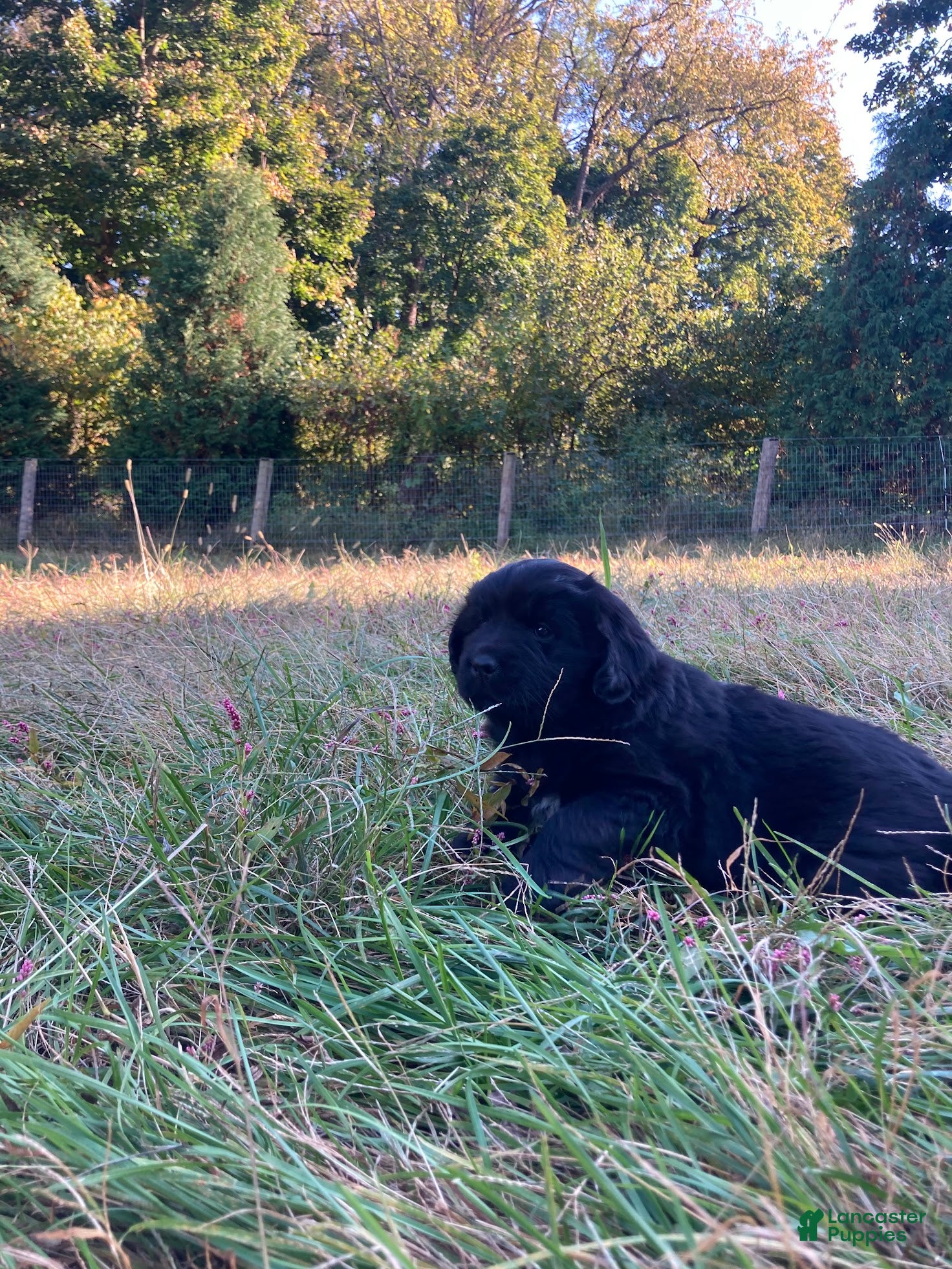 Newfoundland dogs for sale: Abby - Ad 2