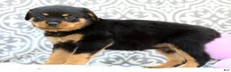 Rottweiler dogs for sale: Sugar - Ad 5