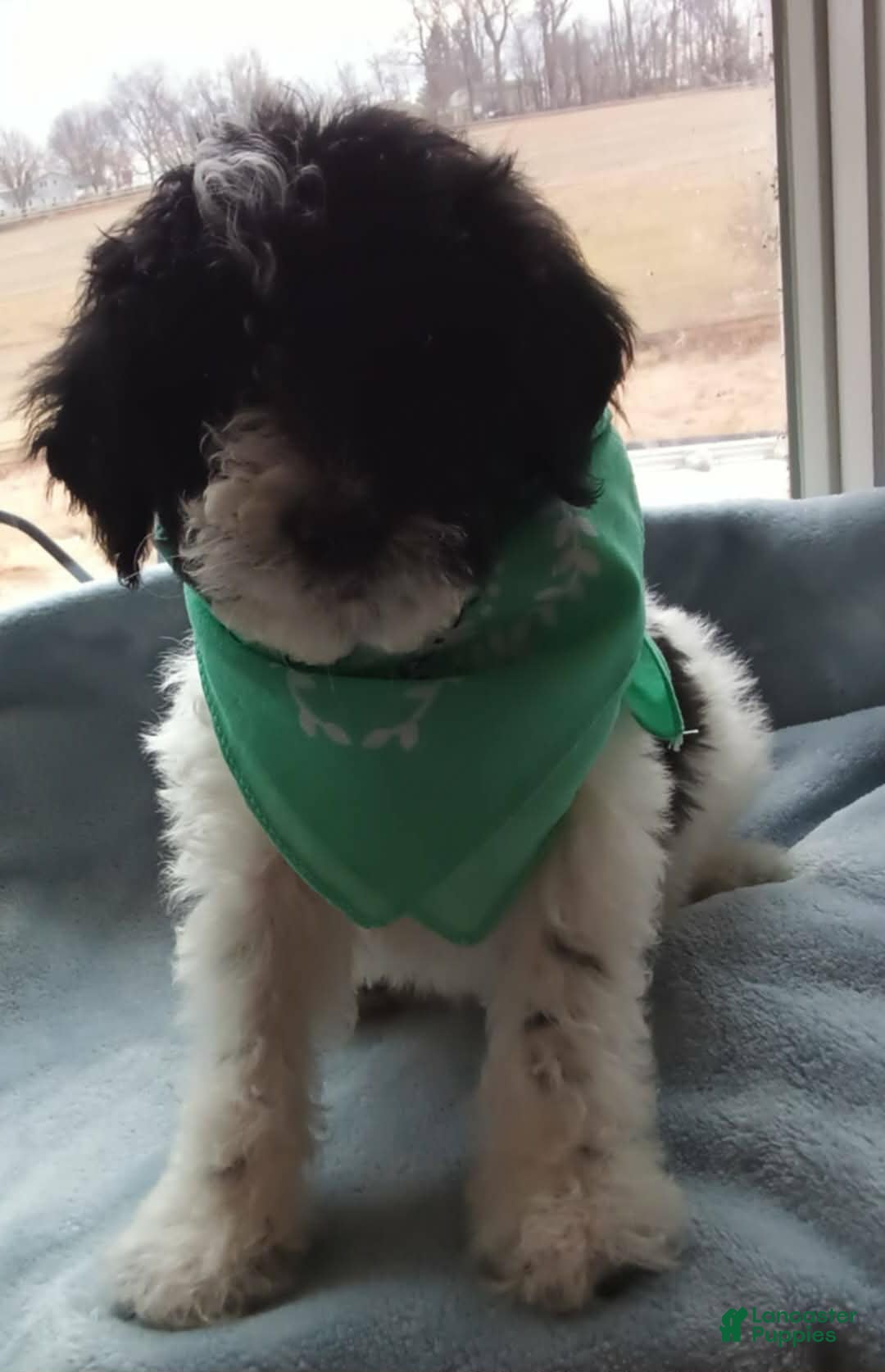 Goldendoodle dogs for sale: Koda Bear  - Ad 2