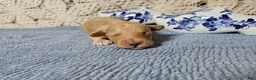 Mini Goldendoodle dogs for sale: Tarragon - Ad 10