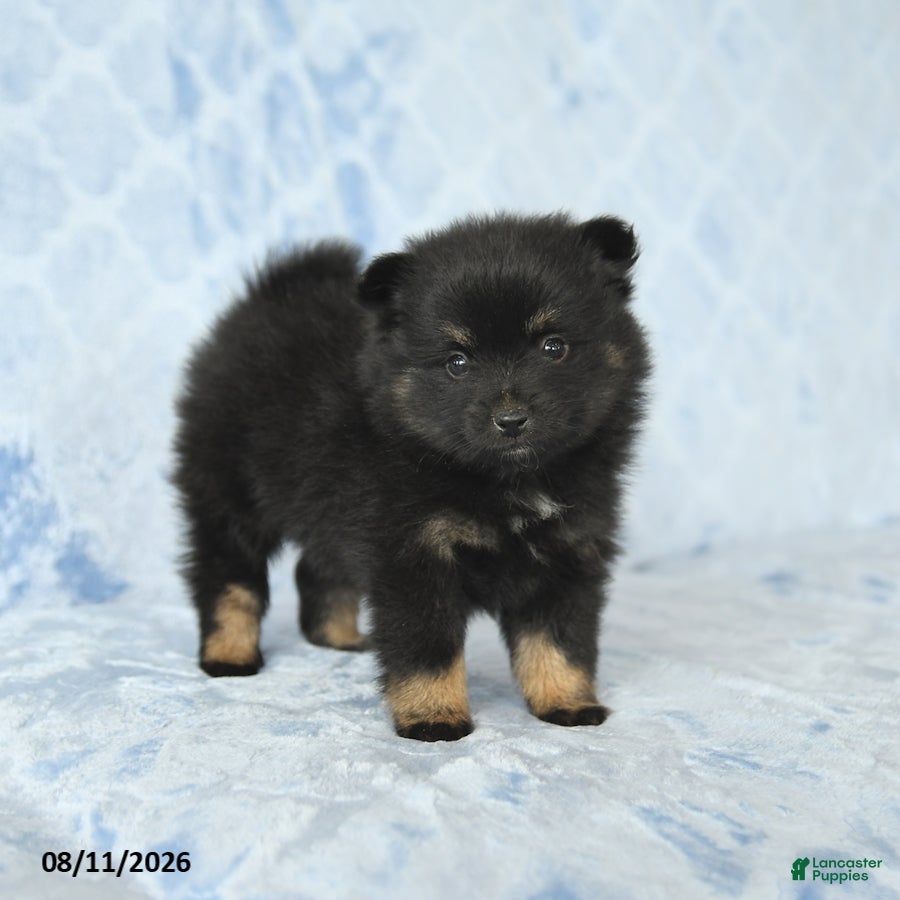 Pomeranian dogs Dexter - Ad 1