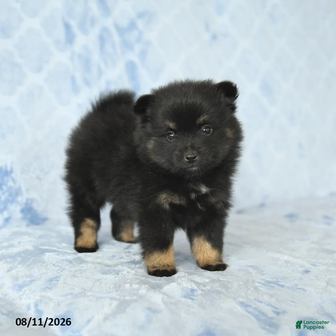 Pomeranian dogs for sale: Dexter - Ad 1
