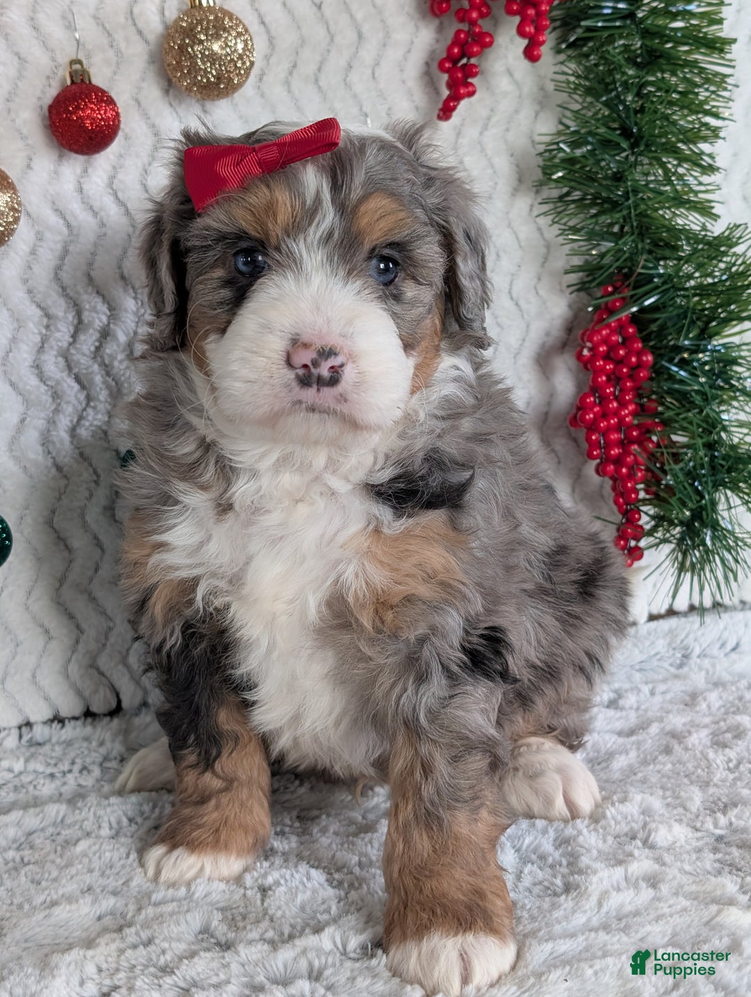 Mini Bernedoodle dogs for sale: Mini Niko  - Ad 13