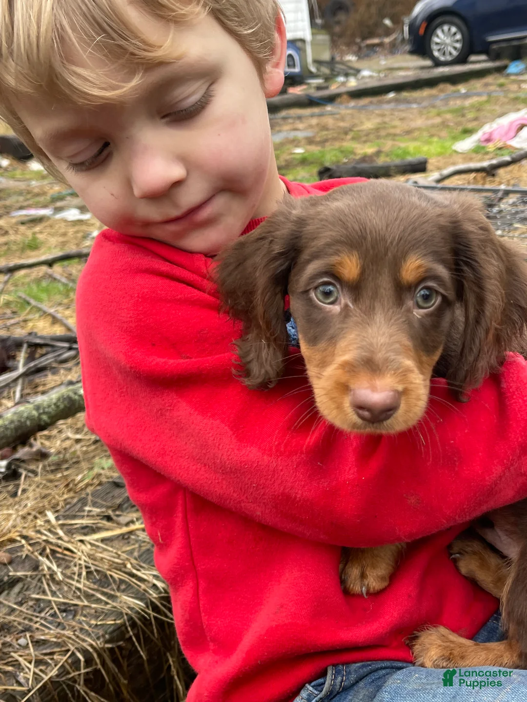 Dachshund dogs for sale: Dachshund Puppy 1 - Ad 2