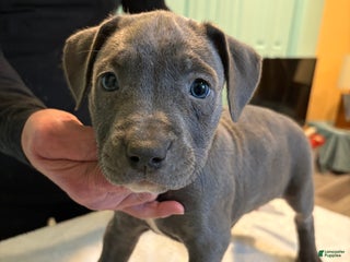 American Bully dogs American Bully Puppy 2 - Ad 42