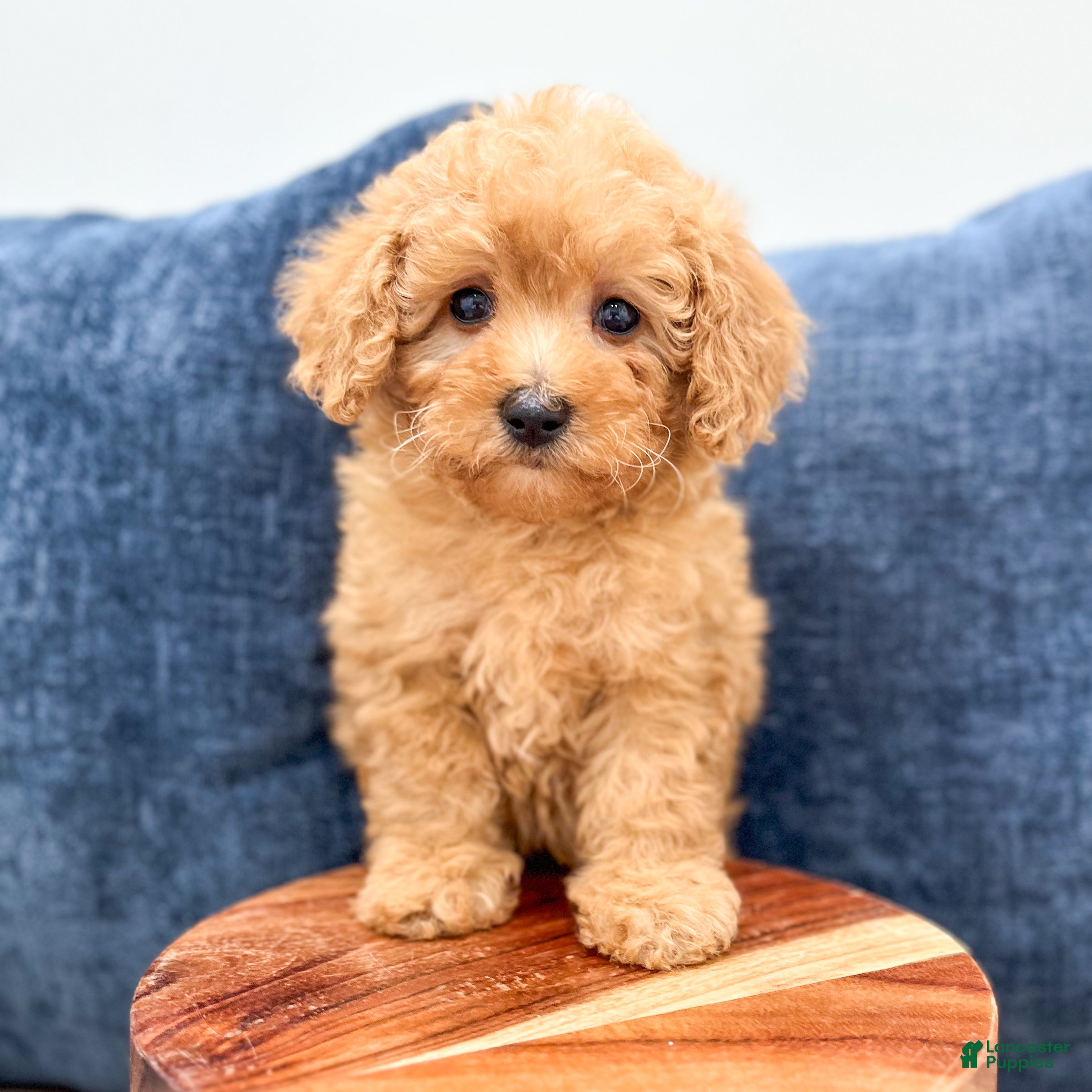 Miniature Poodle dogs for sale: Violet - Ad 2