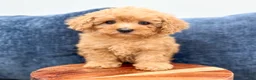 Miniature Poodle dogs for sale: Violet - Ad 2