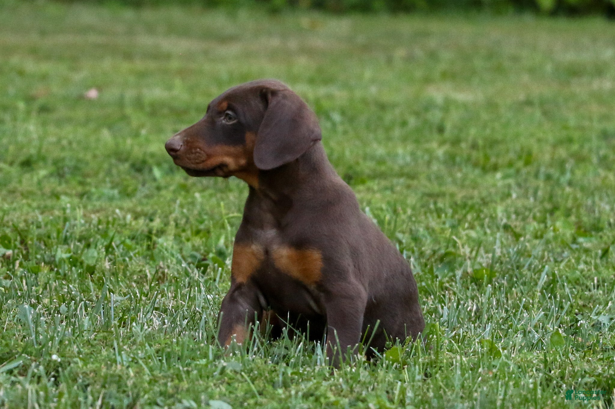 Doberman Pinscher dogs OSWALD - Ad 2