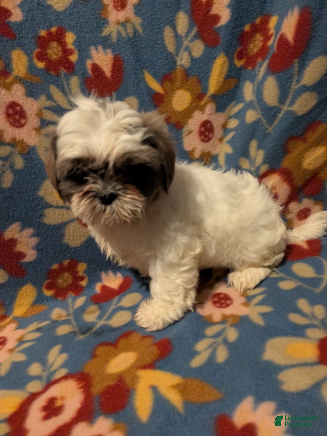 Shih Tzu dogs for sale: Skylar  - Ad 1
