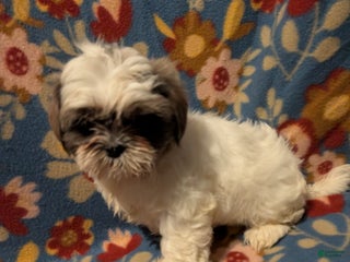 Shih Tzu dogs Skylar - Ad 6