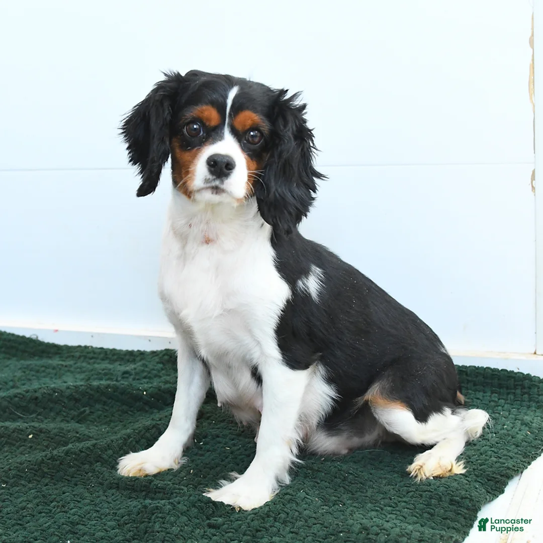 Cavapoo dogs for sale: Horace - Ad 6