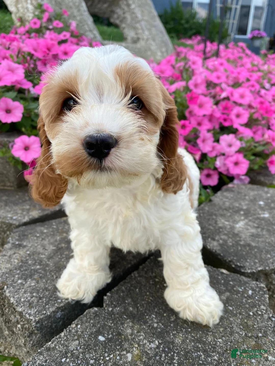 Mixed Breed dogs for sale: Ruby - Ad 1