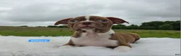 Boston Terrier dogs for sale: Emory - Ad 6