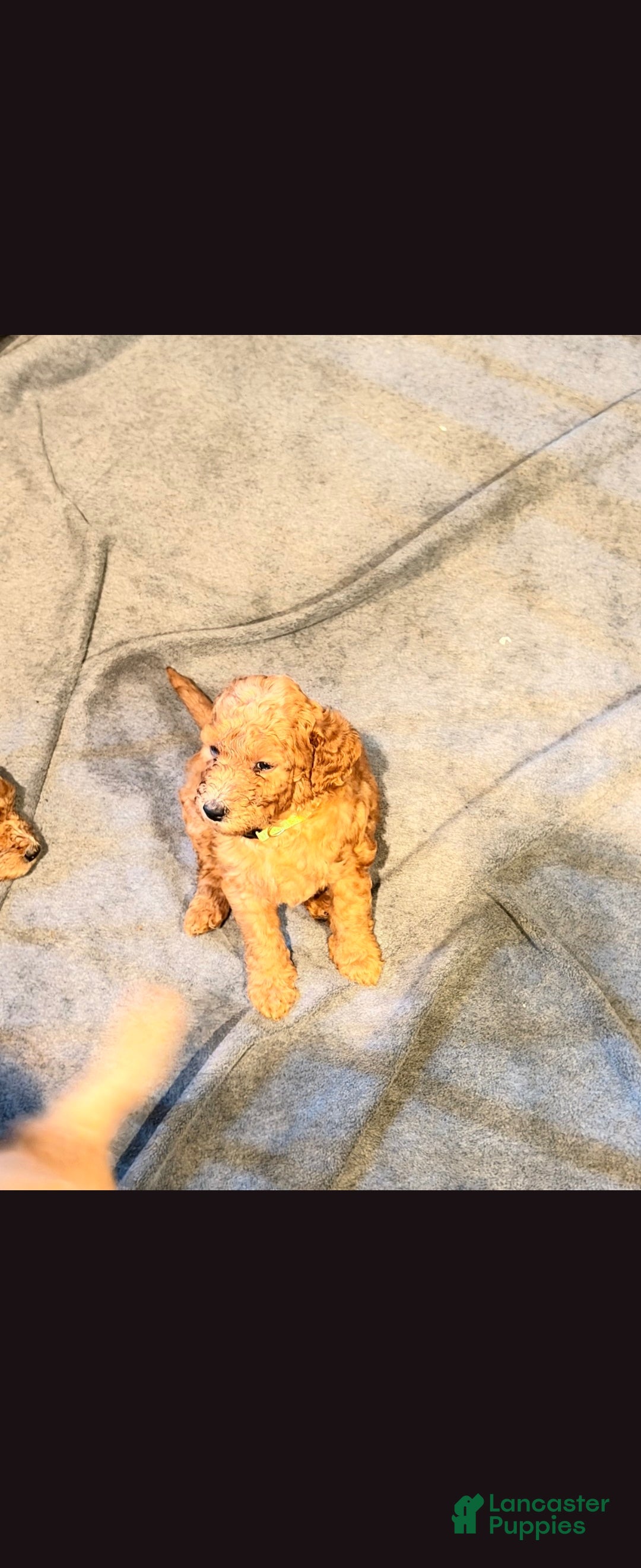 Goldendoodle dogs Goldendoodle 7 - Ad 28