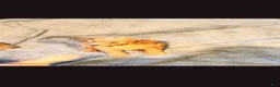 Goldendoodle dogs for sale: Goldendoodle 7 - Ad 1