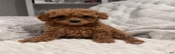 Toy Poodle dogs for sale: Tiny Feona- POTTY TRAINED_ AKC Genetically tested Parents - Ad 6