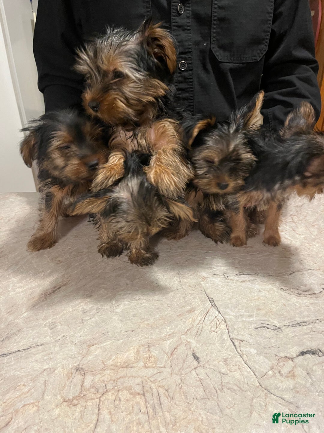 Yorkshire Terrier dogs for sale: Yorkshire Terrier Puppy 2 - Ad 3