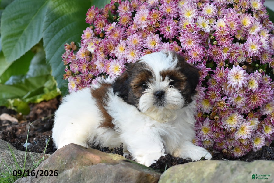 Shih Tzu dogs Joe - Ad 2