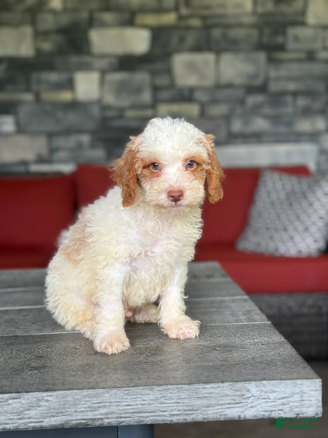 Miniature Poodle dogs for sale: Neptune - Ad 1