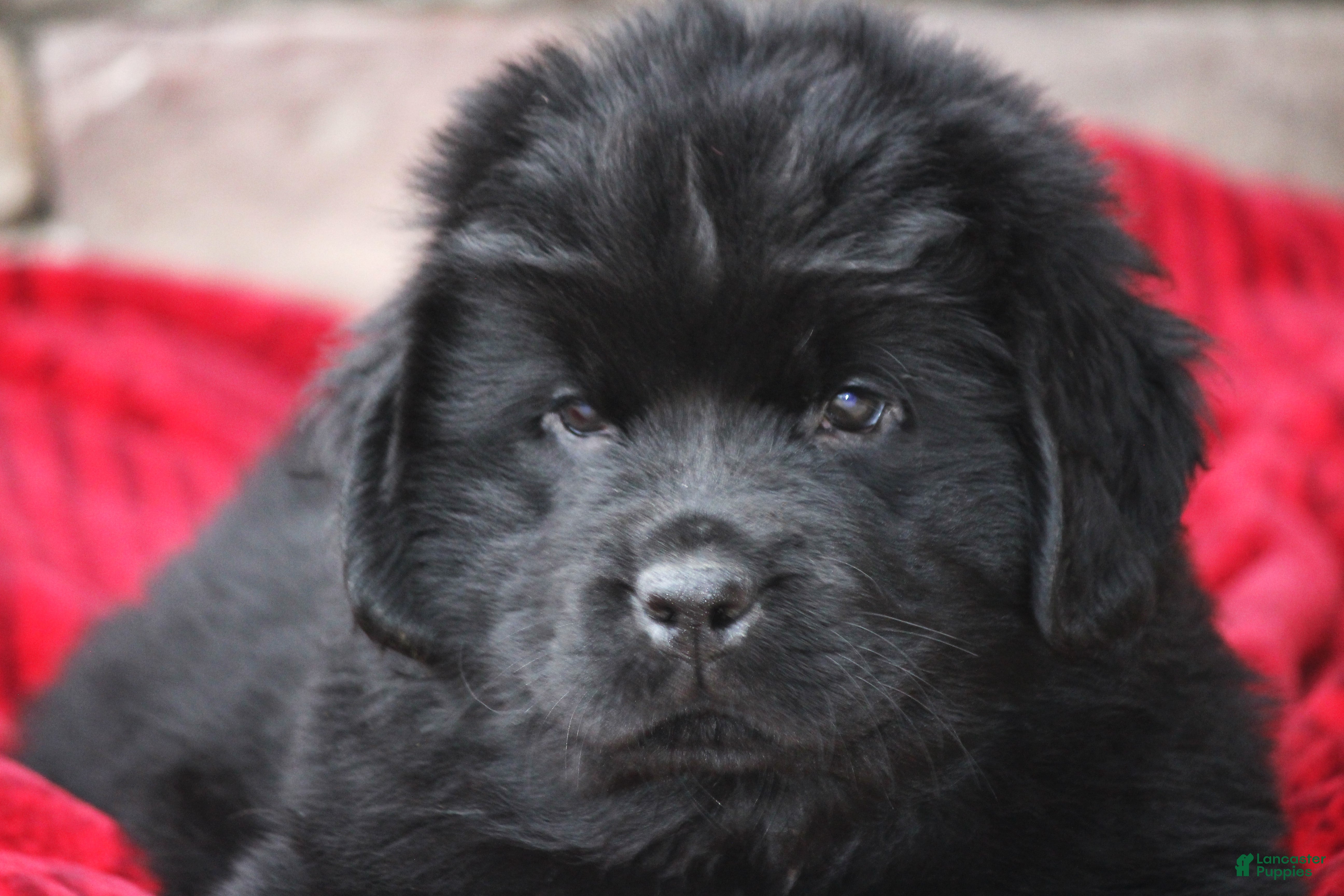 Newfoundland dogs Theo - Ad 30
