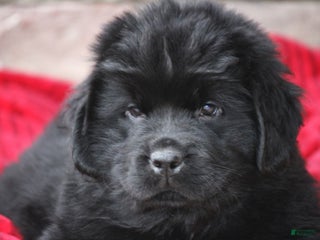 Newfoundland dogs Theo - Ad 11