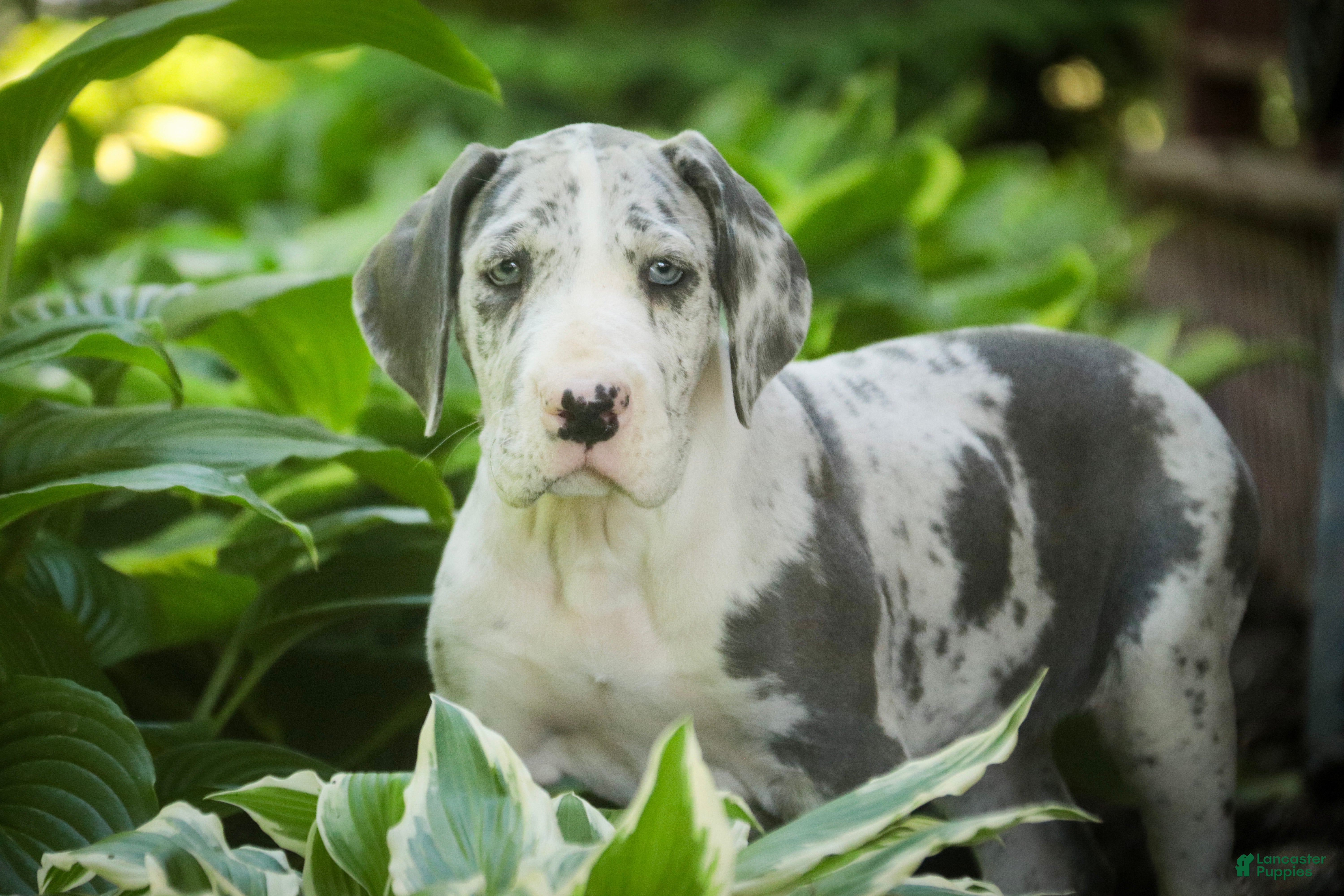 Great Dane dogs Skye - Ad 1