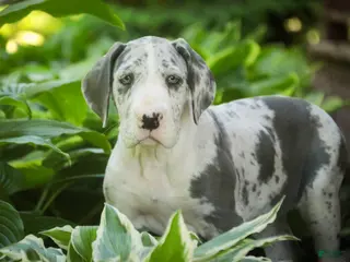Great Dane dogs for sale: Skye - Ad 3