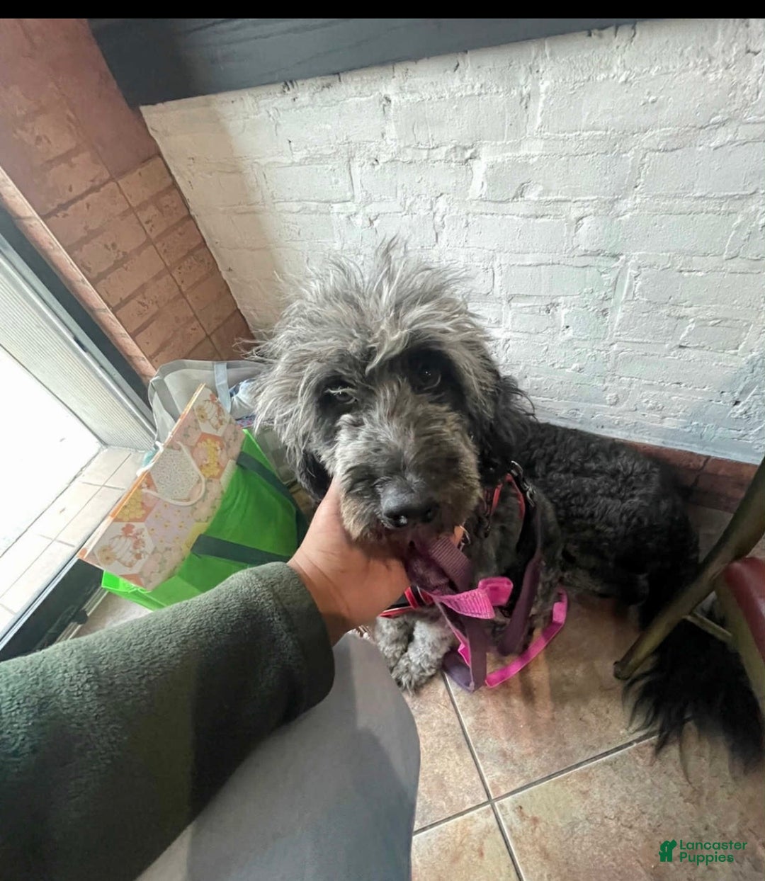 Aussiedoodle dogs for sale: Andera  Anna - Ad 9